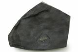 Pyritized Triarthrus Trilobite with Appendages - New York #383768-1
